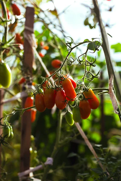 Стиглі червоні помідори на гілках в теплиці — стокове фото