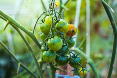 Seradaki bir dalda olgunlaşmamış yeşil domatesler.