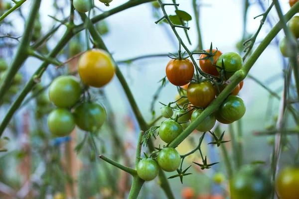 Unripe green tomatoes on a branch in a greenhouse — Stock Photo, Image