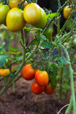 Seradaki dallarda olgun kırmızı domatesler