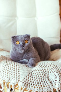 Gri İskoç kedisi sandalyede oturuyor.