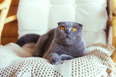 Gri İskoç kedisi sandalyede oturuyor.