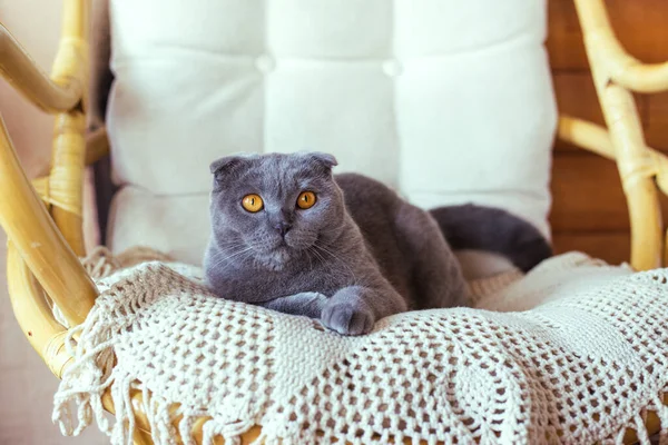 灰色的苏格兰折叠猫坐在椅子上 — 图库照片