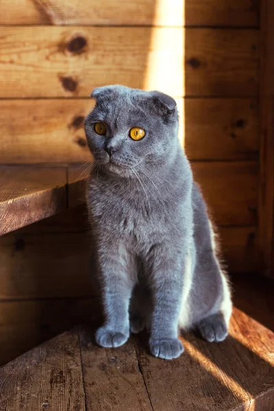 Серый шотландский кот сидит на деревянных ступеньках — стоковое фото