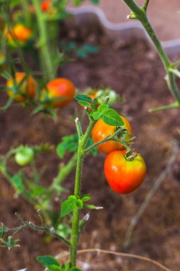 Seradaki dallarda olgun kırmızı domatesler