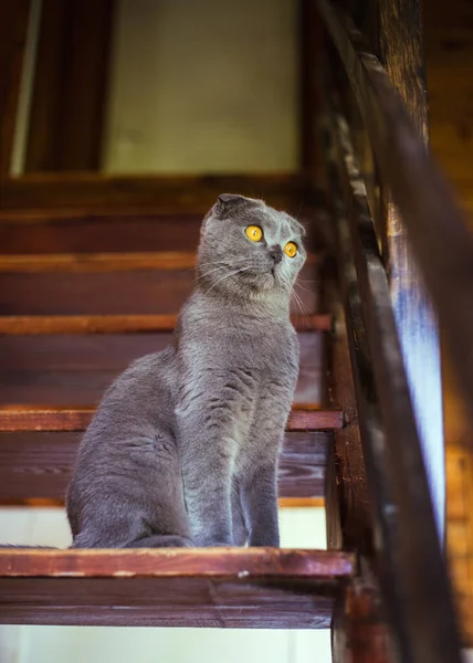 Cinza escocês dobra gato sentado em degraus de madeira — Fotografia de Stock