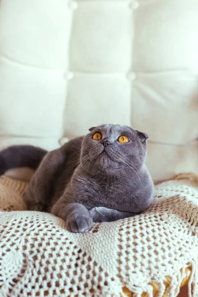 Серый шотландский складной кот сидит на стуле — стоковое фото