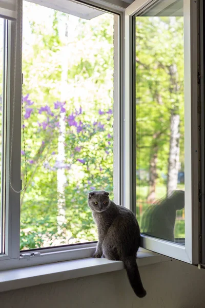 De kat zit op de vensterbank en kijkt uit het raam — Stockfoto