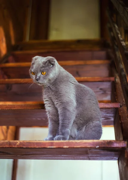 Gri İskoç kedisi tahta basamaklarda oturuyor. — Stok fotoğraf