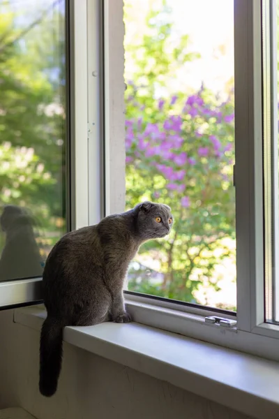 Kedi pencere eşiğinde oturur ve pencereden dışarı bakar. — Stok fotoğraf