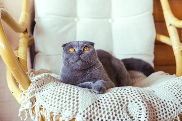 Graue schottische Faltkatze sitzt auf einem Stuhl — Stockfoto