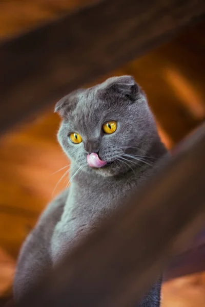 Gato gris escocés plegable sentado en escaleras de madera — Foto de Stock