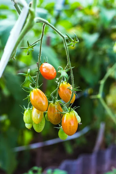 Unreife grüne Tomaten auf einem Zweig im Gewächshaus — Stockfoto