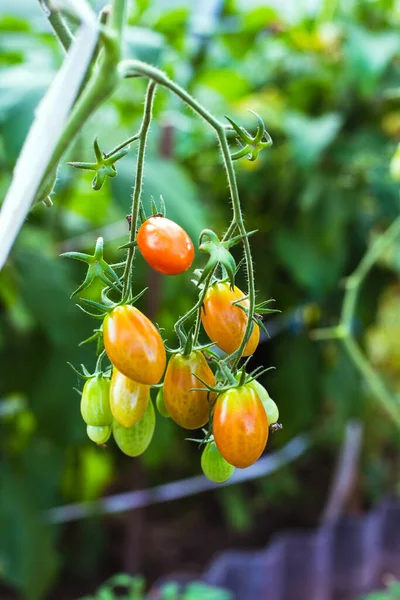 Pomodori verdi acerbi su un ramo in una serra — Foto Stock