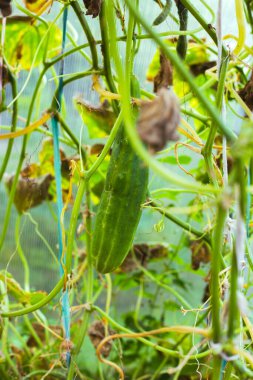 Seradaki bir dala asılı büyük bir salatalık.