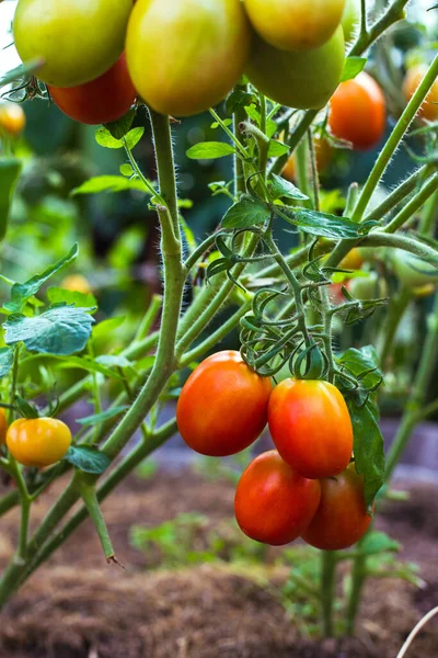 Стиглі червоні помідори на гілках в теплиці — стокове фото