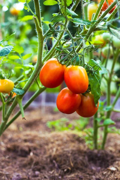 Ripe red tomatoes on the branches in the greenhouse — Stock Photo, Image