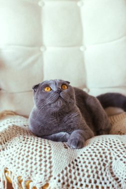 Gri İskoç kedisi sandalyede oturuyor.