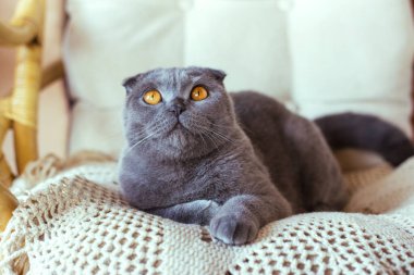 Gri İskoç kedisi sandalyede oturuyor.