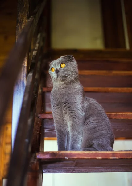 Gray scottish fold cat sitting on wooden steps — Stock fotografie
