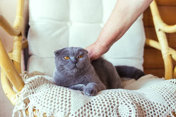 女人摸着一只坐在椅子上的灰猫 — 图库照片