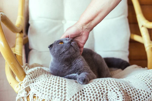 Žena hladí šedou kočku sedící na židli — Stock fotografie