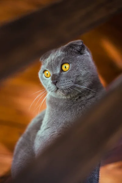 Серый шотландский кот сидит на деревянных ступеньках — стоковое фото