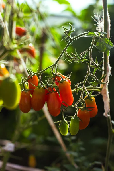 Ripe red tomatoes on the branches in the greenhouse — Stock Photo, Image