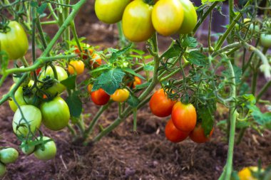 Seradaki dallarda olgun kırmızı domatesler