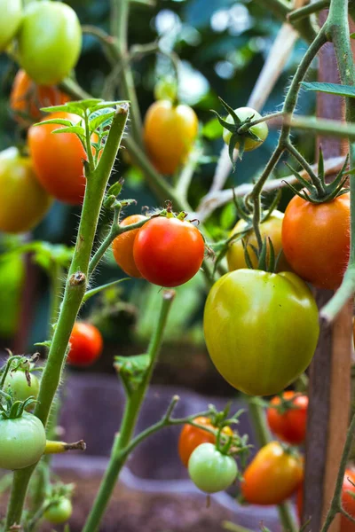 Ripe red tomatoes on the branches in the greenhouse — Stock Photo, Image