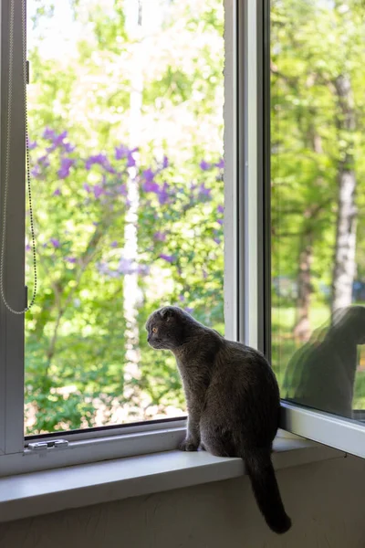 Kedi pencere eşiğinde oturur ve pencereden dışarı bakar. — Stok fotoğraf