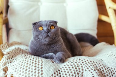 Gri İskoç kedisi sandalyede oturuyor.