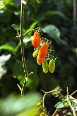 Seradaki dallarda olgun kırmızı domatesler