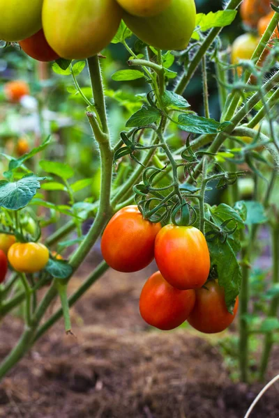 Спелые красные помидоры на ветвях теплицы — стоковое фото
