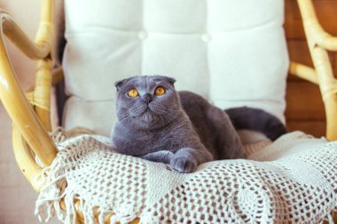 Gri İskoç kedisi sandalyede oturuyor.