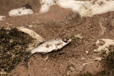 Gölün kıyısında ölü bir balık. Kumda balık.