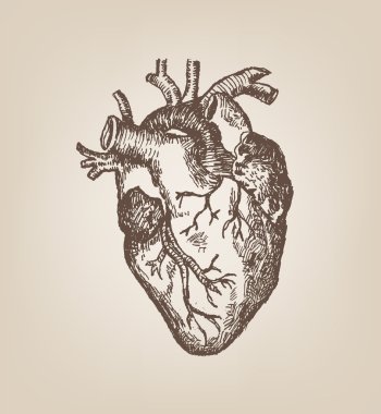 Human Heart Hand Sketch Style. Vintage Editable Clip Art. clipart