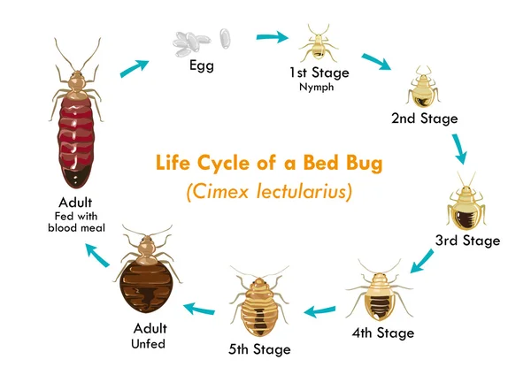 Bed Bug vektor eps10 livscykel. Redigerbara ClipArt. — Stock vektor