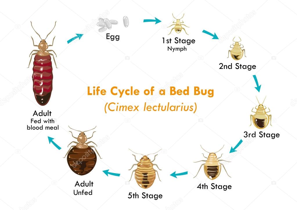Life Cycle of the Bed Bug vector eps10. Editable Clip Art.