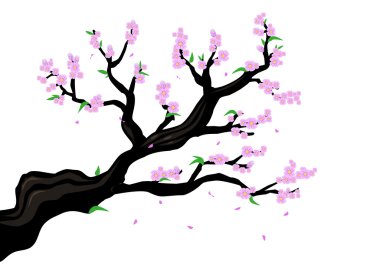 A Branch of a Cherry Blossom or genus Prunus Serrulata or  sakura illustration. Editable Clip art. clipart