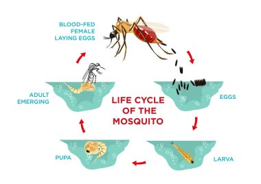 Life Cycle of the Mosquito. Diagram poster template from egg hatching to larva and pupa development stages until pregnant adult produces eggs.  Editable ESP10 clip art and large jpg illustration.  clipart