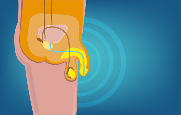 Male Reproductive System Cut out Diagram with a wave focus for concepts like health, diseases, sexuality and more. Editable ESP10 Vector Illustration.