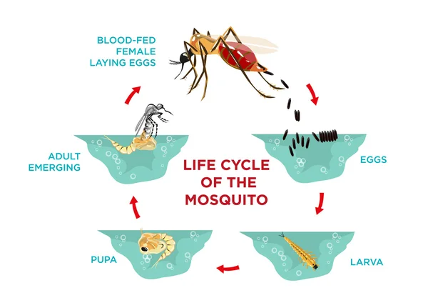 Lebenszyklus der Mücke. Diagramm Plakatvorlage vom Schlüpfen der Eier über die Entwicklung der Larven und Puppen bis hin zur Produktion von Eiern. editierbare esp10 Clip Art und große jpg Illustration. — Stockvektor