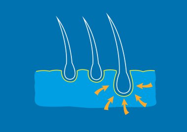 Hair Care, Surgery and Growth Nutrients Anatomy Diagram concept. Editable Clip Art. clipart