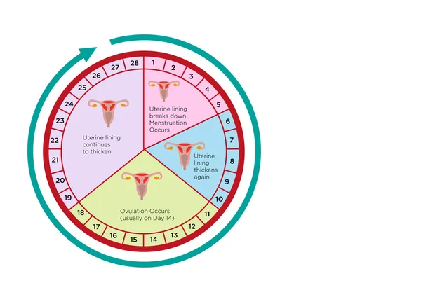 Calendário de Ciclo de Fertilidade Feminina com diferentes estágios. Arte de Clipe Editável . —  Vetores de Stock