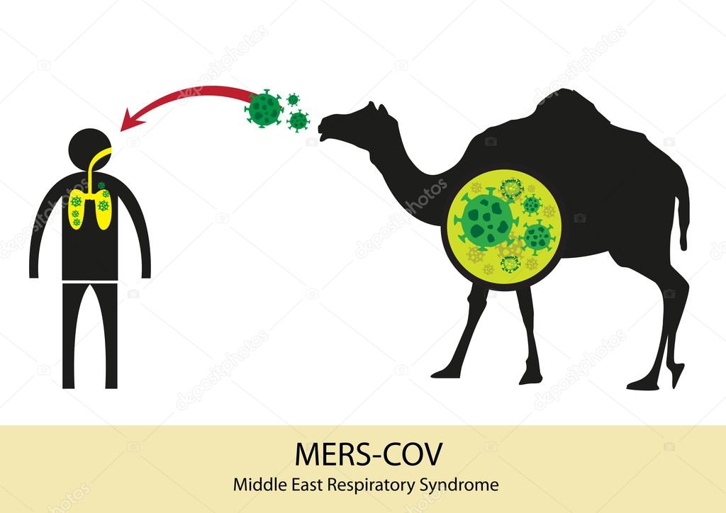 Mers Corona Virus transfer from camel to human. MERS-COV originated from Middle East. Editable Clip Art.