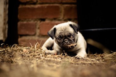 Bebek pug