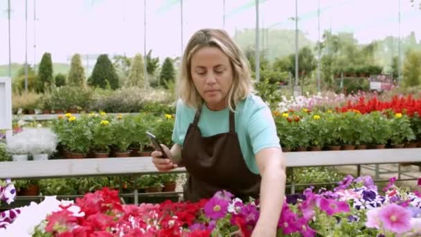 Γυναικείος κηπουρός που επιλέγει φυτά πετούνια για φωτογραφία — Αρχείο Βίντεο