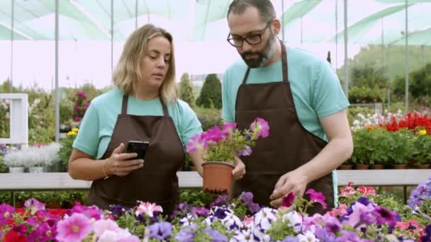 Deux jardiniers sérieux prenant des photos de pétunias — Video