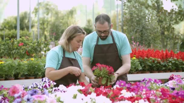 Couple de jardiniers portant des tabliers, prenant soin des fleurs — Video